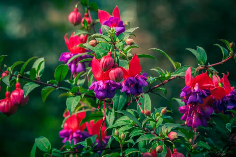 Bất ngờ với vẻ đẹp lung linh của hoa lồng đèn Fuchsia magellanica