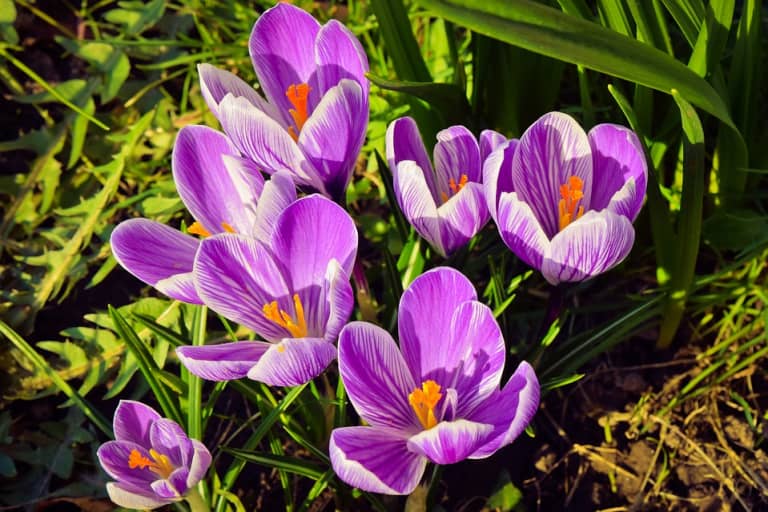 Khám phá tất tần tật về hoa nghệ tây - Crocus