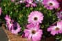 Hướng dẫn chi tiết cách trồng hoa cúc châu phi bừng nở góc vườn