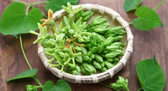Mách bạn cách trồng hoa thiên lý tạo giàn leo lý tưởng