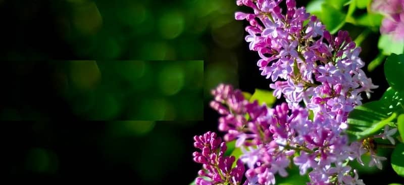 10 loại hoa màu tím đẹp nhất thế giới