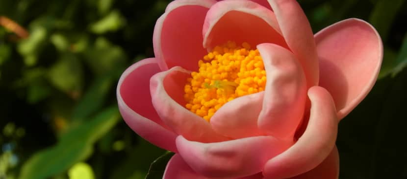 Bí kíp cắt tỉa cây hoa hải đường giúp cây nuôi dinh dưỡng cho nụ ra hoa