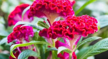 Hoa mào gà – Celosia cristata