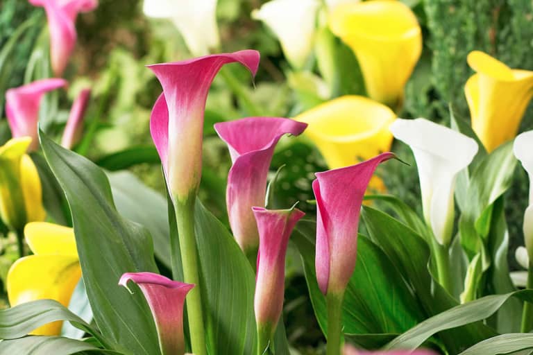 Tìm hiểu nguồn gốc đặc điển đằng sau vẻ đẹp độc lạ hoa rum Calla Lily