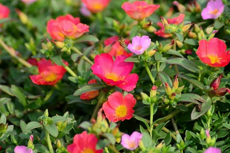 Những điều cần biết về hoa sam Portulaca oleracea