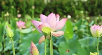 Hoa sen (Lotus) – Nelumbo Nucifera