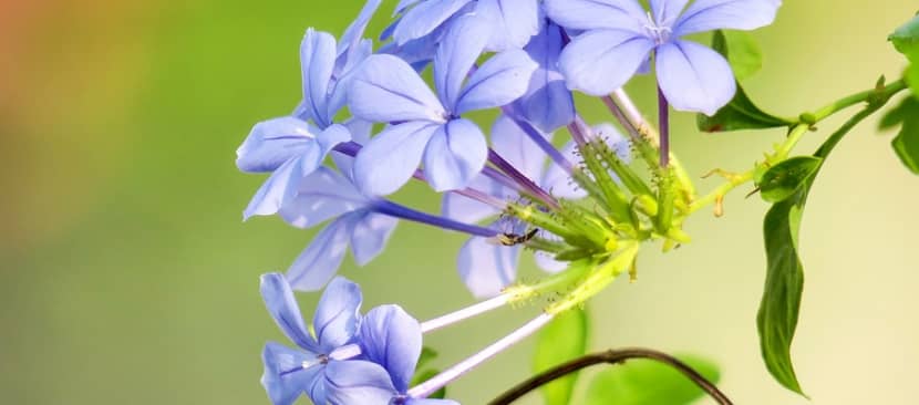 Tìm hiểu nguồn gốc đặc điểm hoa thanh xà Plumbago auriculata