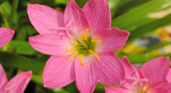 Hoa tóc tiên hồng – Zephyranthes rosea