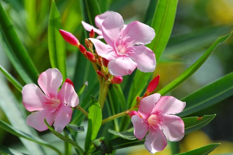 Nguồn gốc đặc điểm hoa trúc đào Nerium oleander bừng nở góc trời