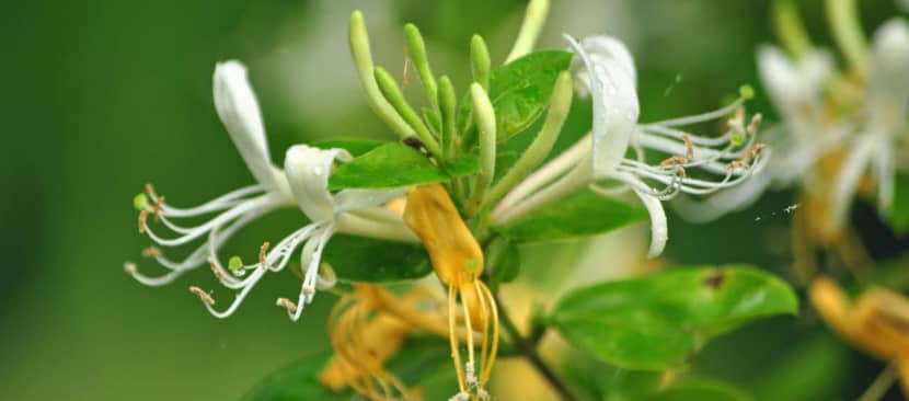 Sự tích hoa kim ngân biến thành thảo dược cứu bệnh đậu mùa