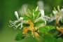 Sự tích hoa kim ngân biến thành thảo dược cứu bệnh đậu mùa