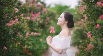 Sự tích hoa tường vi câu chuyện buồn về cô gái bất hạnh