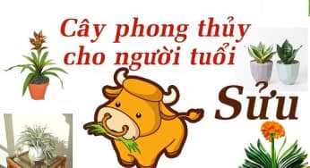 Chọn Hoa phong thủy hợp tuổi Sửu giúp gia tăng tài lộc