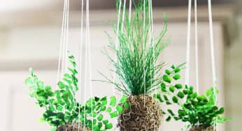 Hoa treo Kokedama phong cách Nhật Bản đẹp hút mắt