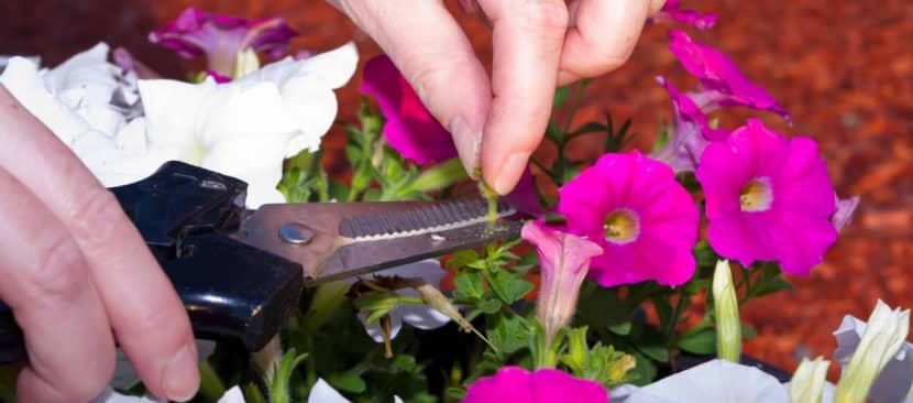 Mẹo hay cắt tỉa hoa dạ yến thảo giúp cây khỏe mạnh nở lâu hơn