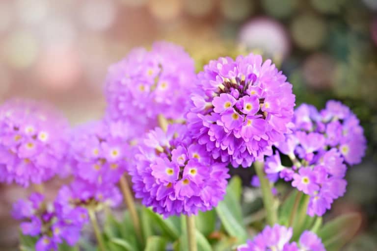 Tất tần tật về hoa anh thảo dùi trống Primula denticulata