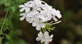 Hoa bạch xà – Plumbago zeylanica