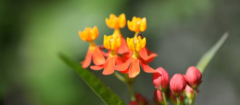 Tìm hiểu nguồn gốc đặc điểm hoa bông tai Asclepias curassavica