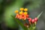 Tìm hiểu nguồn gốc đặc điểm hoa bông tai Asclepias curassavica