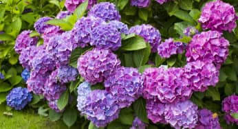 Hoa cẩm tú cầu – Hydrangea macrophylla