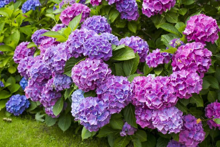 Những điều cần biết về hoa cẩm tú cầu Hydrangea macrophylla