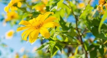Hoa dã quỳ – Tithonia diversifolia