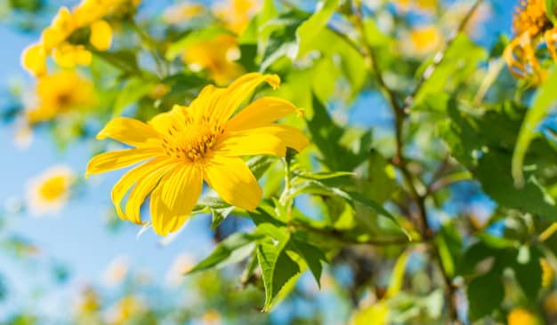 Một số điều cần biết về hoa dã quỳ Tithonia diversifolia