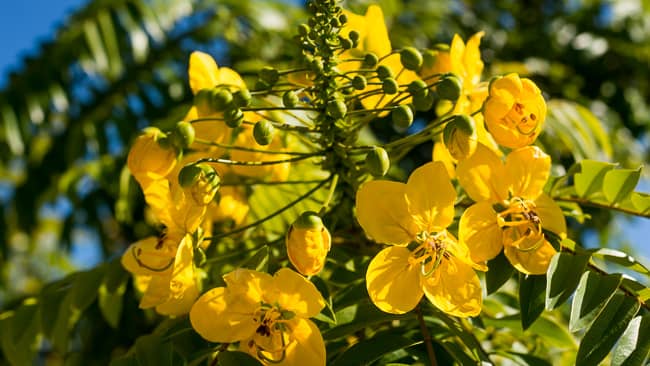 Tìm hiểu nguồn gốc đặc điểm hoa điệp vàng Caesalpinia ferrea