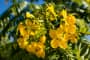 Tìm hiểu nguồn gốc đặc điểm hoa điệp vàng Caesalpinia ferrea