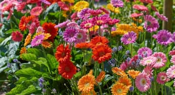 Hoa đồng tiền Gerbera Jamesonii