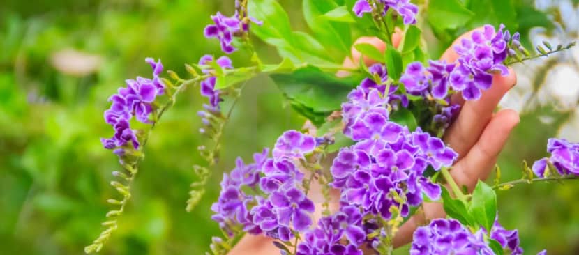 Tìm hiểu nguồn gốc đặc điểm hoa chuỗi ngọc Duranta erecta
