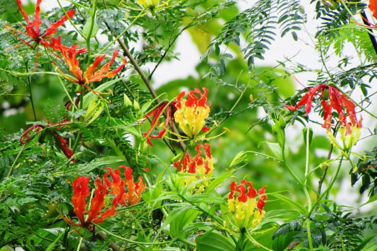 Khám phá nguồn gốc và đặc điểm hoa ly lửa gloriosa lily