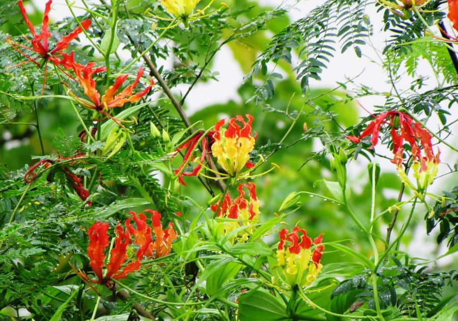 Khám phá nguồn gốc và đặc điểm hoa ly lửa gloriosa lily