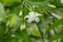 Tìm hiếu về Hoa mai chiếu thủy (Water jasmine) Wrightia religiosa