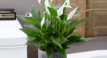 Một số lưu ý khi đặt chậu hoa trong phòng ngủ