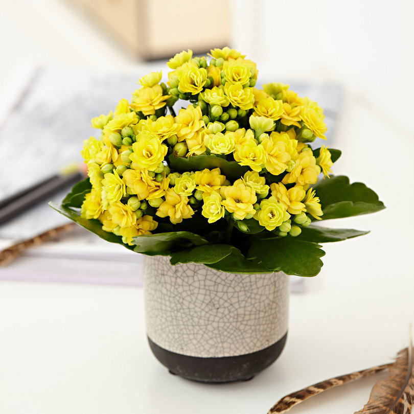 Top 10 loại hoa mang lại phú quý, tài lộc nhất định phải trưng ngày Tết