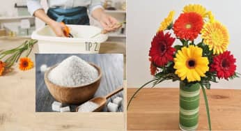 Bí quyết giữ Hoa đồng tiền tươi lâu nở đẹp cả tuần