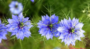 Hoa bảo thạch ba tư (Hoa kim cương) – Nigella Damascena