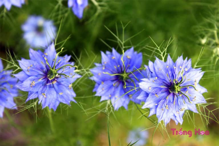 Hoa kim cương (bảo thạch ba tư) Nigella