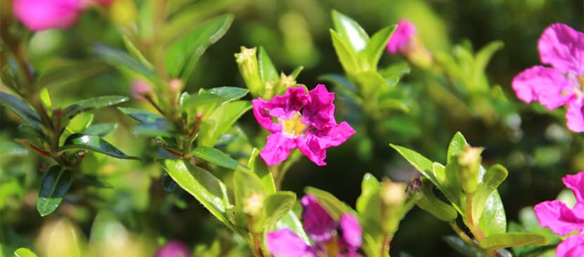 Tìm hiểu về hoa cẩm tú mai Cuphea hyssopifolia