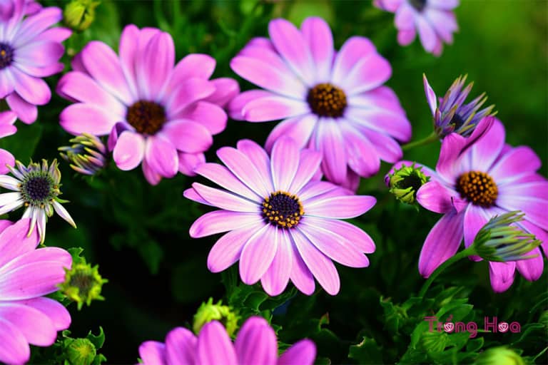 Hoa cúc Châu Phi Osteospermum