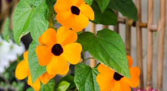 Hoa mắt huyền leo (Black Eye Susan Vine) – Thunbergia alata