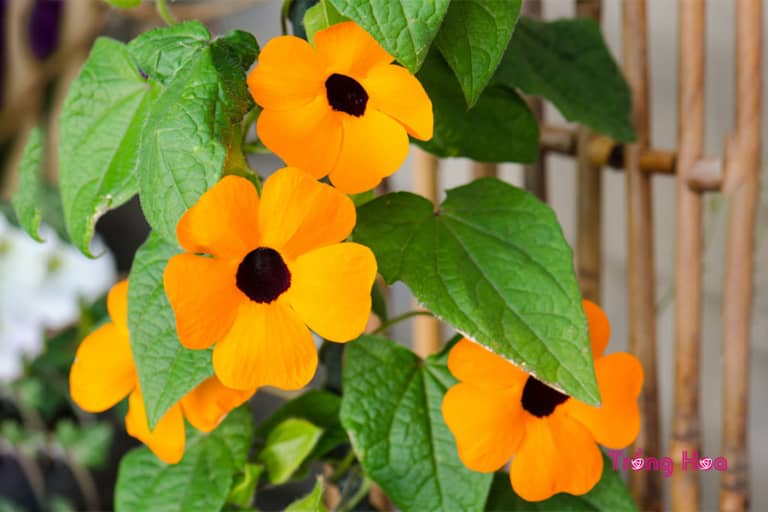 Đặc điểm hoa mắt huyền Thunbergia alata