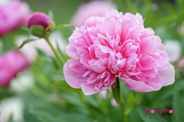 Hoa mẫu đơn Peony - Paeonia suffruticosa