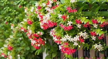 Sự tích hoa sử quân tử gặp mưa hóa trắng gặp nắng hóa đỏ