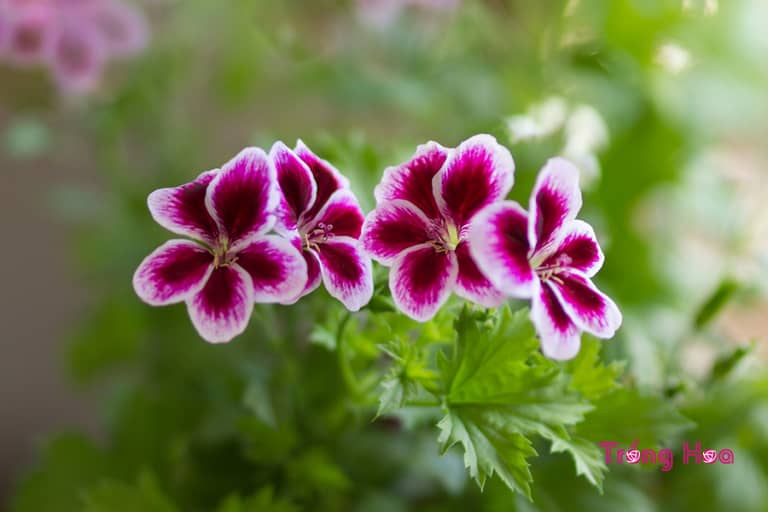 Hoa phong lữ hồng (Thiên trúc quỳ) Pelargonium