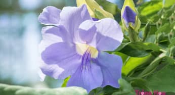 Sự tích hoa cát đằng về một mối tình tay ba đầy cảm động