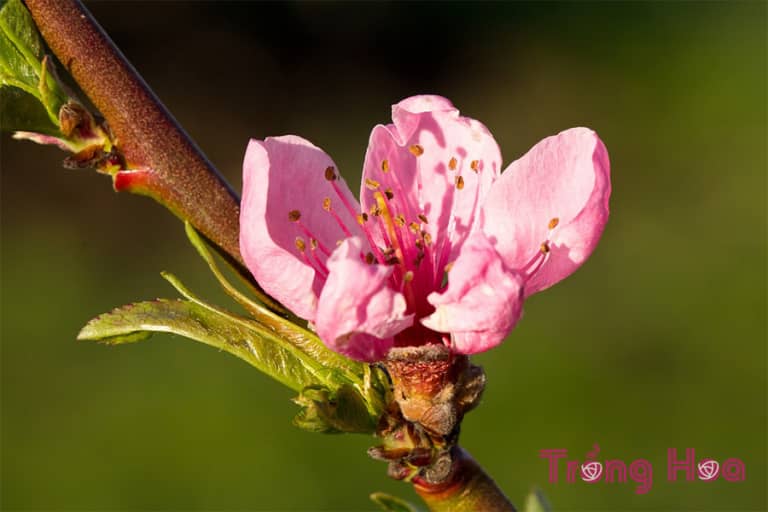 Sự tích hoa đào về hai vị thần trú ngụ trên cây