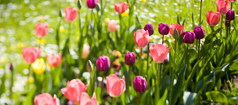 Các bước gieo hạt trồng hoa tulip