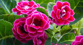 Hoa tử la lan có ý nghĩa như nào trong ngày Valentine